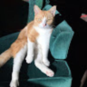 Meet your Posher, Deb